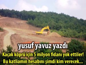 Kaçak köprü için 5 milyon fidanı yok ettiler!