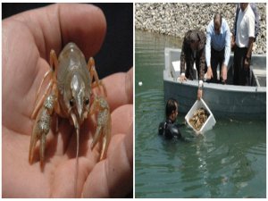 BU PROJE TUTARSA FIRAT NEHRİ PARA BASACAK