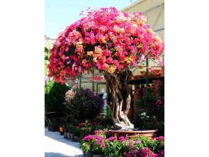 BODRUM'DA BİTEN TURİZMİN YERİNE O GELİYOR