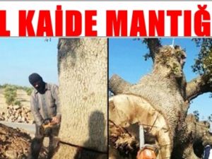 El Kaide Ağaçlara da Savaş Açtı