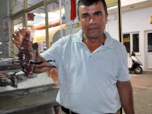 ANTALYA'DA ZEHİRLİ ASLAN BALIĞI YAKALANDI