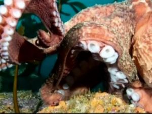 DALGIÇ AHTAPOT MÜCADELESİNDE ZOR ANLAR