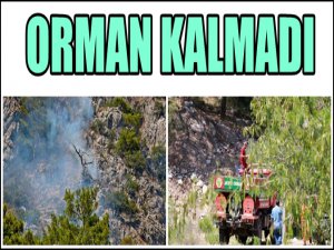 ANTALYA'DA ORMAN YANGINI