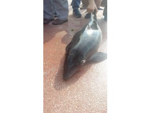 YAVRU YUNUSU ATEŞ EDEREK ÖLDÜRDÜLER