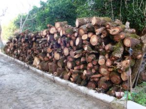 Orman Memuruna 'Kaçak Ağaç Kesti Suçlaması'