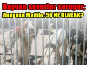 Hayvan severler soruyor; Anayasa Madde: 56 NE OLACAK?