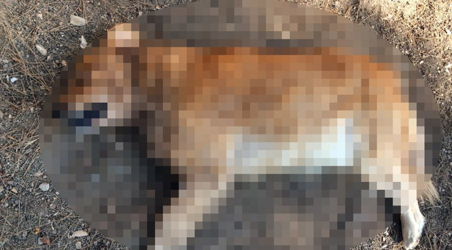 ANTALYA'DA KÖPEK KATLİAMI...