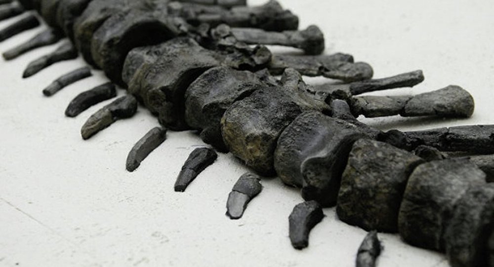 YENİ BİR DİNOZOR TÜRÜ BULUNDU