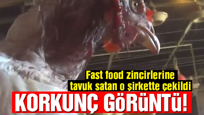 VİCDANSIZLAR KÜMES HAYVANLARINA BÖYLE ZULMETTİLER