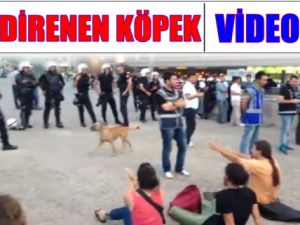 Polise Direnen Köpek Videosu Rekorlar Kırıyor