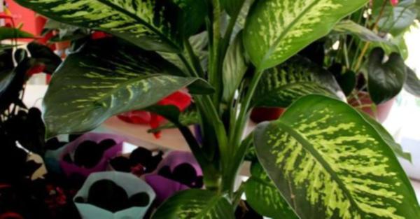 AİLELER DİKKAT... BU ÇİÇEK ÇOCUKLARI ZEHİRLİYOR