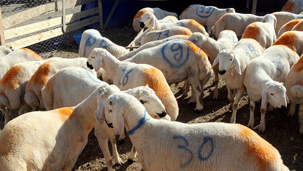 DİYANET: KURBAN KANI ALINA SÜRÜLMEZ