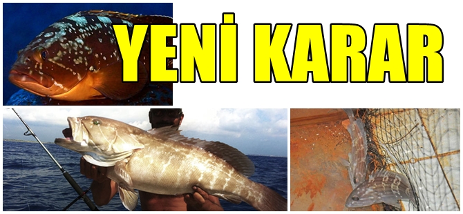 BU BALIKLARI AVLAMAK, SATMAK, YEMEK YASAKLANDI