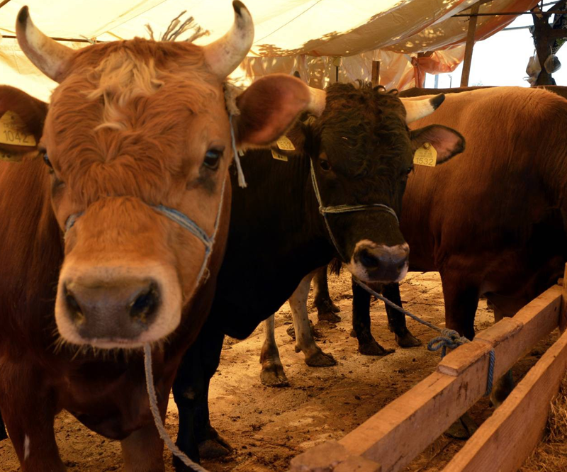 İSTANBUL'DA VEREMLİ KURBAN TEHLİKESİ