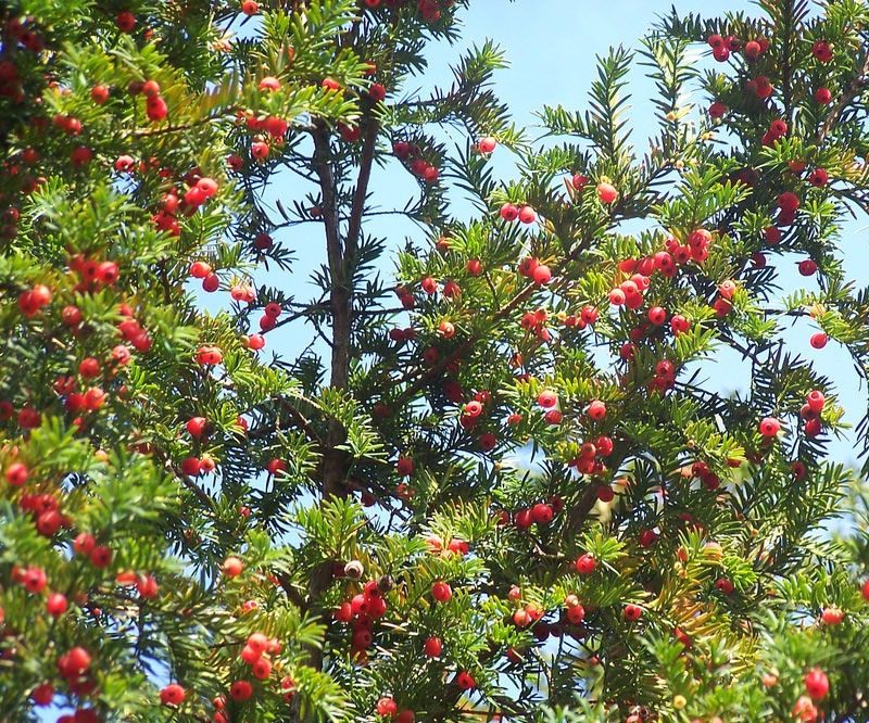 MAÇKA PARKI'NDA AĞAÇTAN MEYVE YEDİ, HAYATINI KAYBETTİ