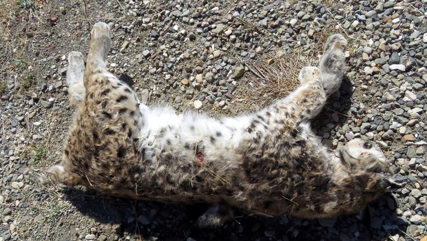 KORUMA ALTINDAKİ HAYVANI VAHŞİCE KATLETTİLER