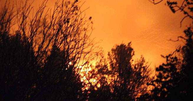 MERSİN'DE ORMAN YANGINI