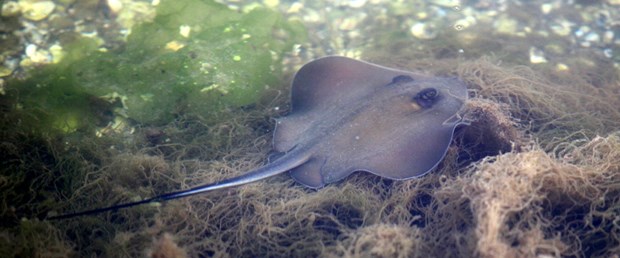 VATOZ BALIĞI DALGICI ÖLDÜRDÜ