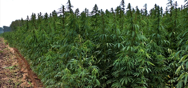 ANTALYA DAHİL 19 İLDE ESRAR BİTKİSİ İZNİ ÇIKTI