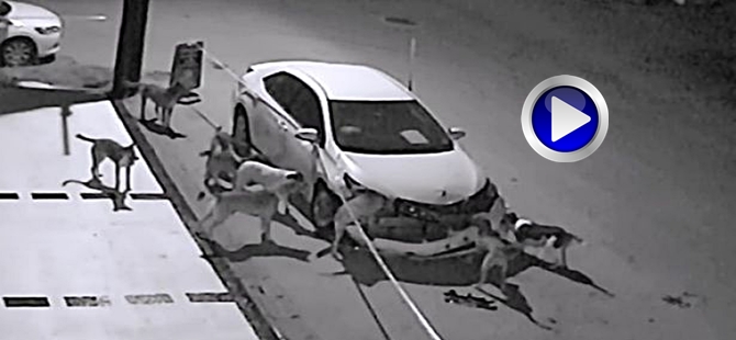 KÖPEKLER BU ARABAYI NEDEN PARÇALAMIŞ ?