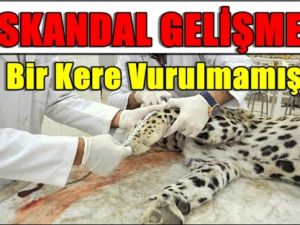 Katledilen Anadolu Leoparı Olayında Flaş Gelişme