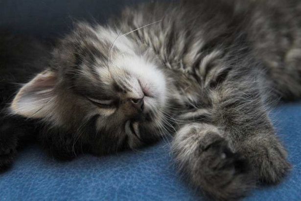 ANTALYA BÖYLE TECAVÜZ SAPIKLIĞI GÖRMEDİ