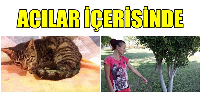 ANTALYA'DA TECAVÜZE UĞRAYAN YAVRU KEDİDEN KÖTÜ HABER