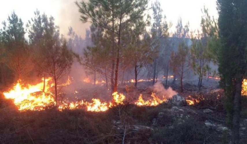 KAŞ'TA ORMANI YAKTILAR