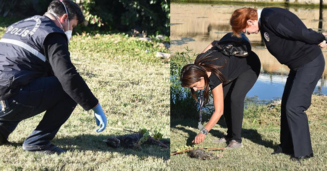 AYNI PARKTA; ANTALYA'DA KEDİ KATLİAMI