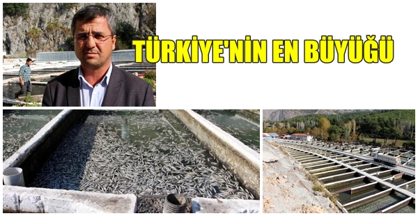 BENT YIKILDI 9 MİLYON BALIK BÖYLE ÖLDÜ