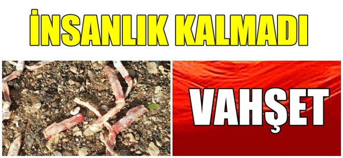 ANTALYA KEPEZ'DE VAHŞET