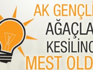 AK GENÇLİK AĞAÇLAR KESİLİNCE MEST OLDU