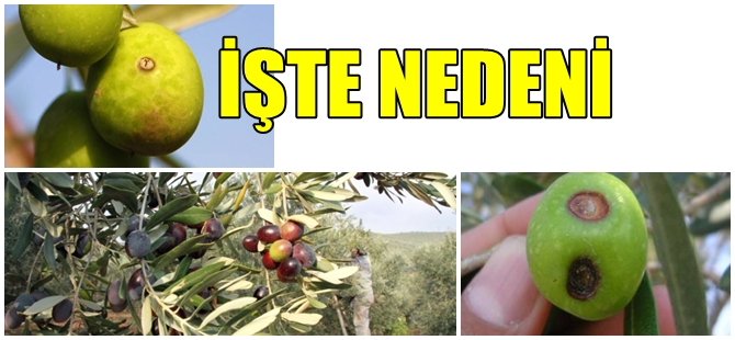 ZEYTİN SEVENLERE KÖTÜ HABER