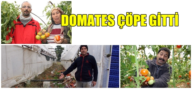 ANTALYA DOMATESİNİ İSRAİL FİRMASI VURDU