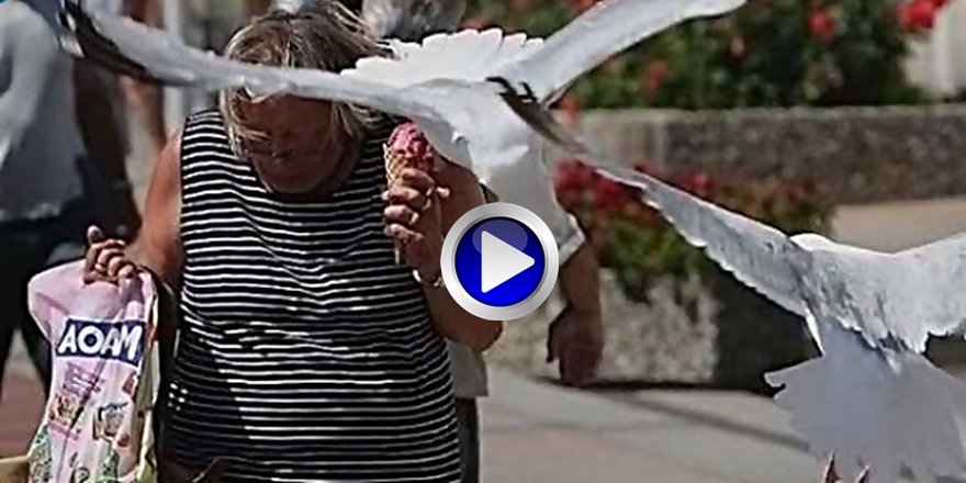 HIRSIZ MARTILAR KAMERADA