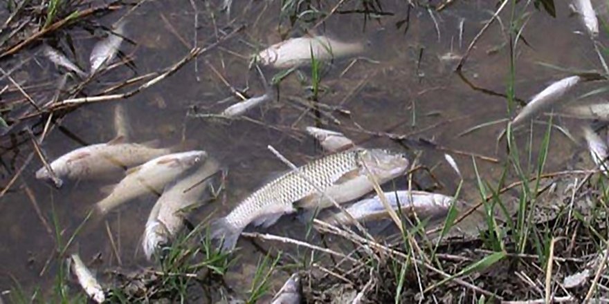 ESKİŞEHİR'DE VATANDAŞI TEDİRGİN EDEN BALIK ÖLÜMLERİ