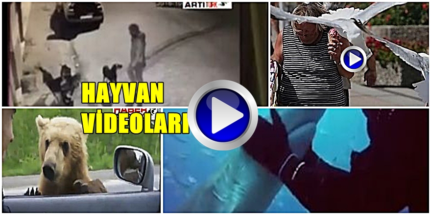 HAYVANLAR VİDEO GALERİ; 100'LERCE İLGİNÇ VİDEO