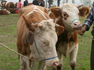 İthal Kurbanlık İçin Şok İddia