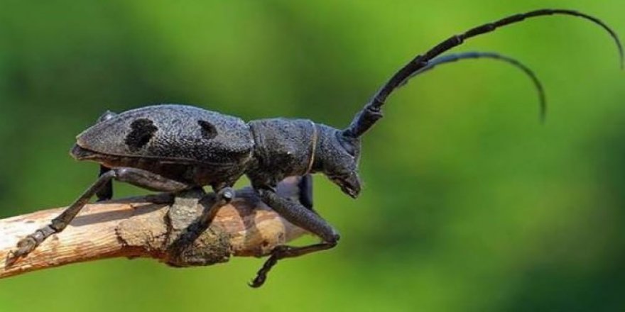 UZAKDOĞU'DAN GELDİ: ANTALYA ALARMDA