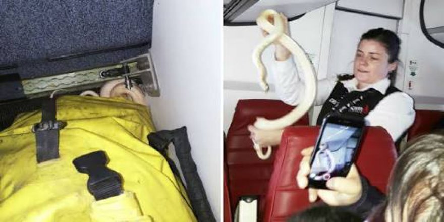 Yolcu uçağında 'Yılan 'paniği