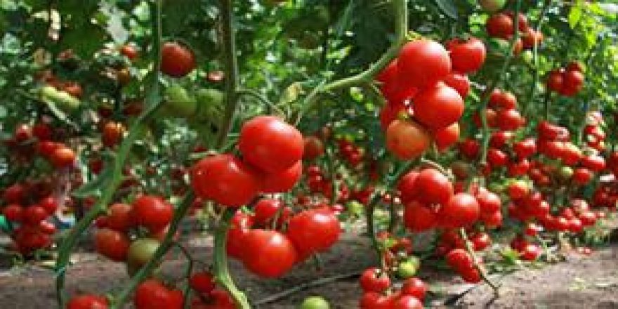 Rusya'dan Antalya'ya kötü haber