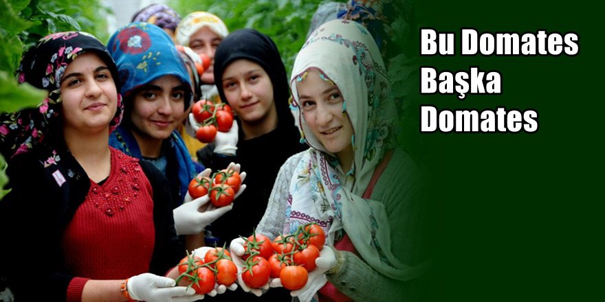 Eksi 40 derecede domates yetiştirdiler