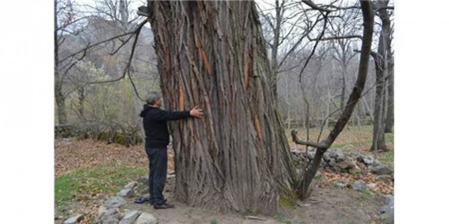 400 Yaşında ağacı masa yapmak için kestiler