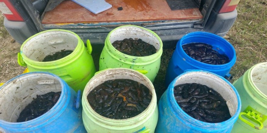 Edirne'de yarım ton deniz patlıcanı ele geçirildi