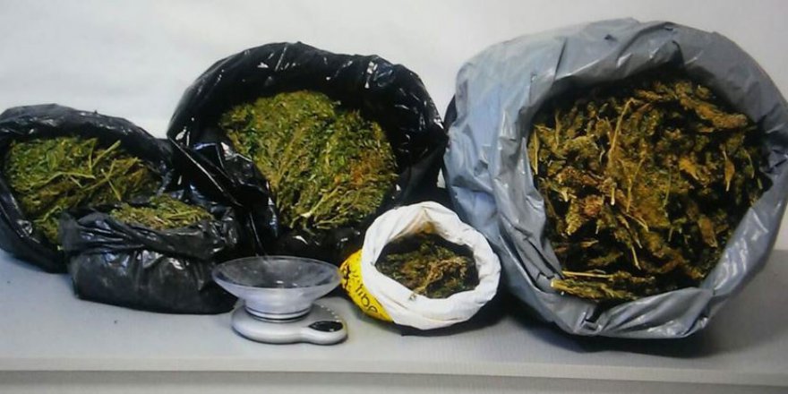 Tuvaletin içinden bonzai çıktı