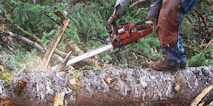 Dut ağacı kesme faciası; 1Ölü