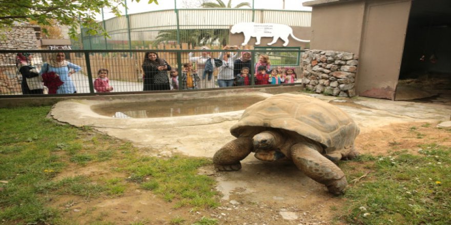 Darıca Hayvanat bahçesi Maskotu 97 Yaşında