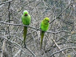 Mülteci Papağanlar İstanbul'u Sevdiler