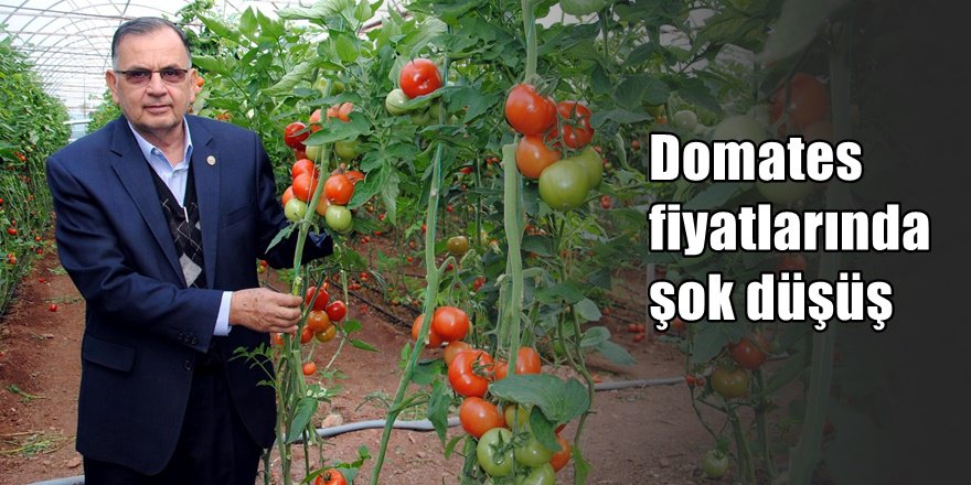 Domates fiyatlarında şok düşüş