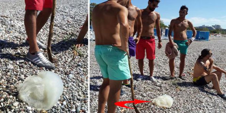 10 kilo ağırlığındaki zehirli denizanası sahile vurdu